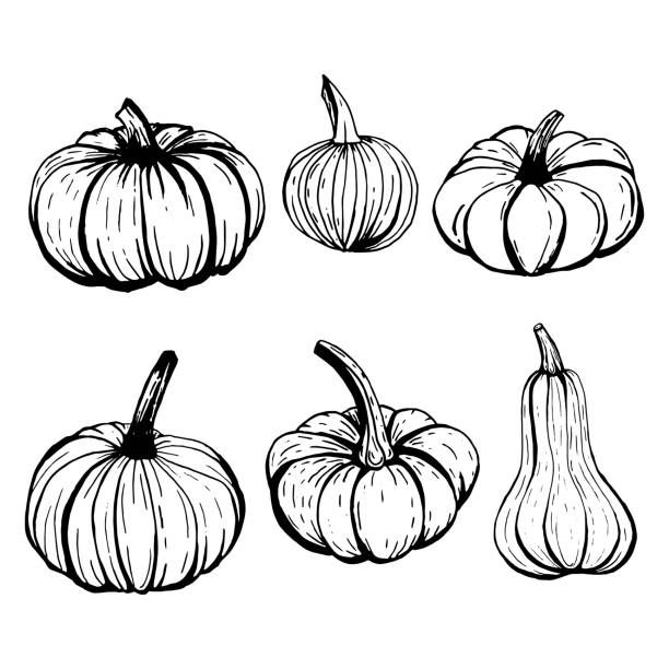 six pumpkins drawn in black and white on a white background royaltyvectore