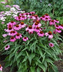 pink and white flowers are in the garden