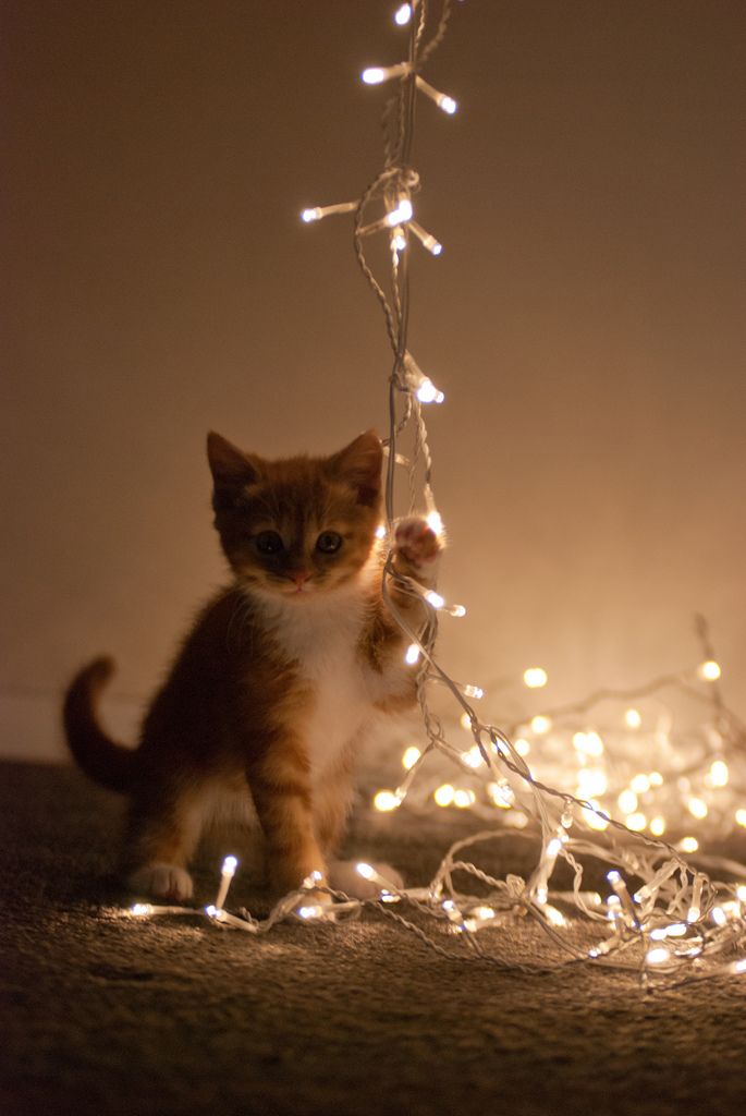 a small kitten standing on its hind legs in front of a string of lights