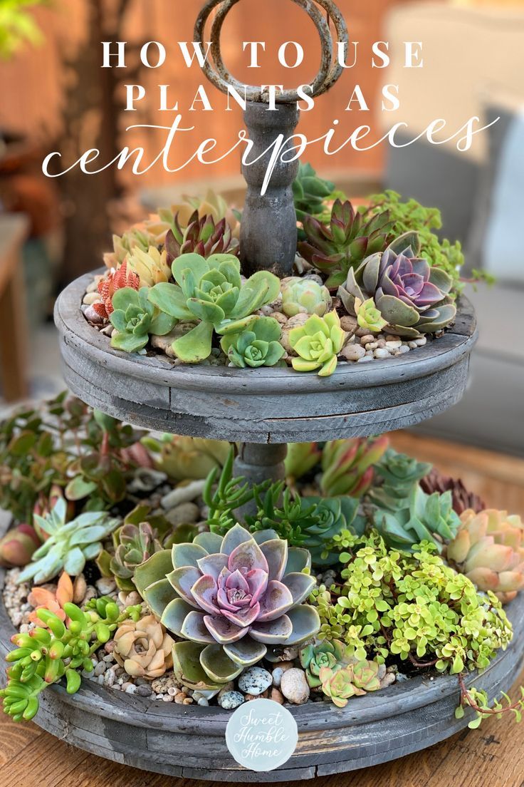 Beautiful two tiered succulent arrangement of green, purple, and red succulents. Deck Table Centerpiece, Table Top Planter Ideas, Succulent Centerpieces Party, Succulent Table Decor Party, Houseplants As Centerpieces, Real Plant Centerpieces, Patio Centerpiece Ideas, Outdoor Table Centerpieces Patio, Centerpiece Succulent Table