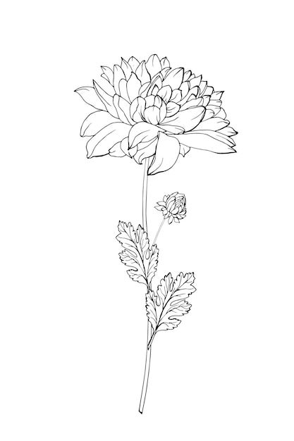 Crisanthiums Flower Drawings, Crysthanamum Drawing, November Flower Drawing, Crysanthemum Tattoo Drawing, Crisamthmum Tattoo, Chrysanthemum Flowers Tattoo, Mums Flowers Drawing, Chrysanthemum Tattoo Drawing, Chrysanthemum Botanical Illustration