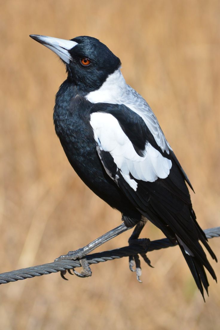 a black and white bird sitting on top of a wire next to dry grass in the background