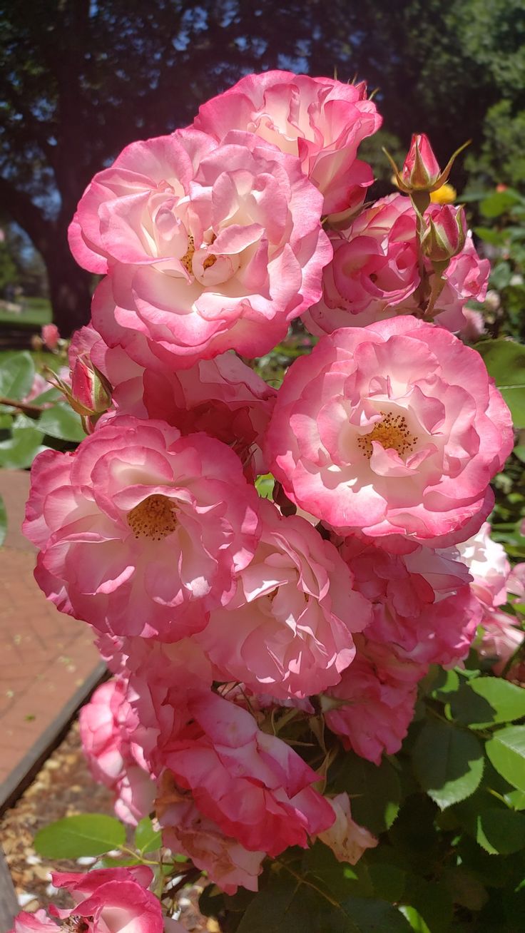 pink roses are blooming on the bush in front of a brick walkway and trees