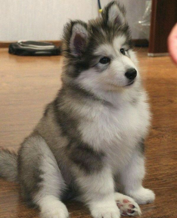 a small gray and white dog sitting on top of a wooden floor next to a persons hand