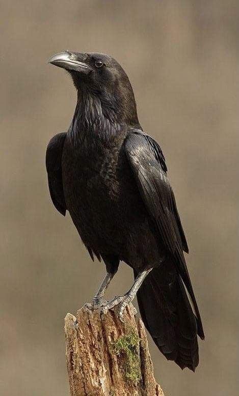 a black bird sitting on top of a tree stump