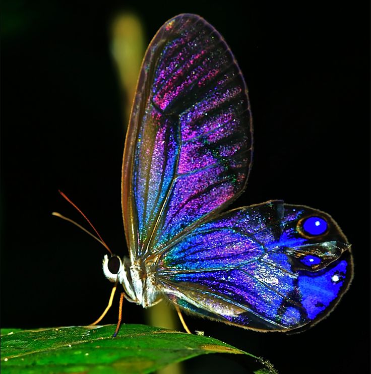 a blue and purple butterfly sitting on top of a green leaf