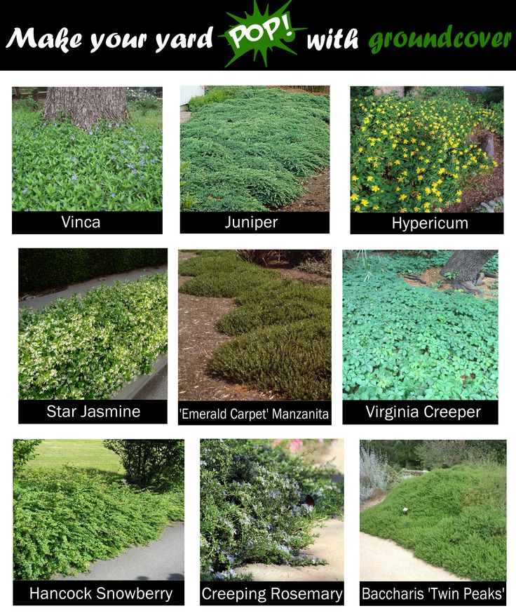 many different types of plants and shrubs