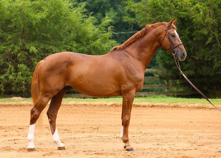 a brown horse standing on top of a dirt field next to a green tree filled forest