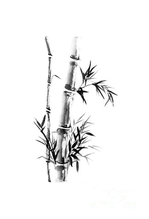 black and white photograph of two bamboos with leaves on the top, in front of a white background