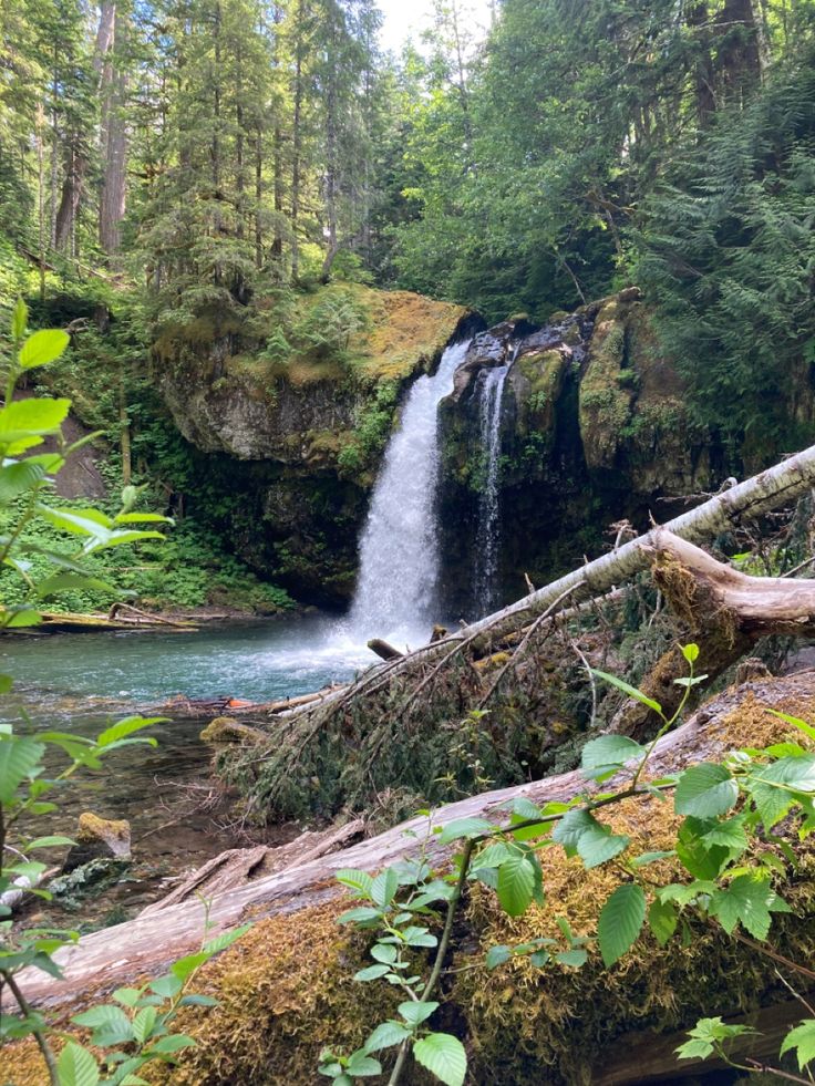 a waterfall in the middle of a forest with fallen trees and moss growing on it