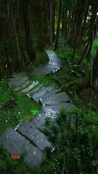 a path in the woods with rain falling on it