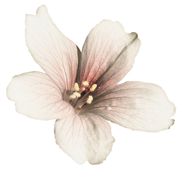 a white and pink flower on a white background