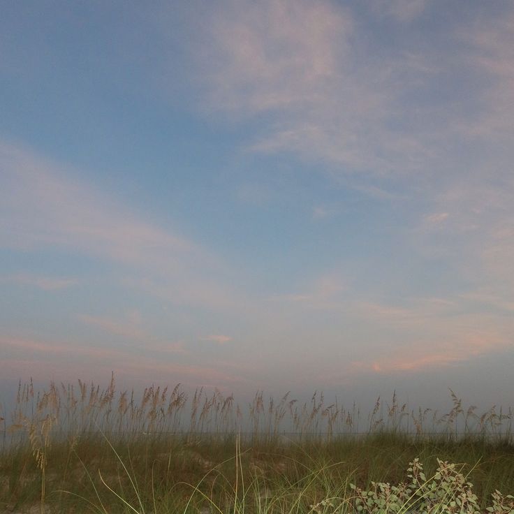 the grass is growing on the beach by the water