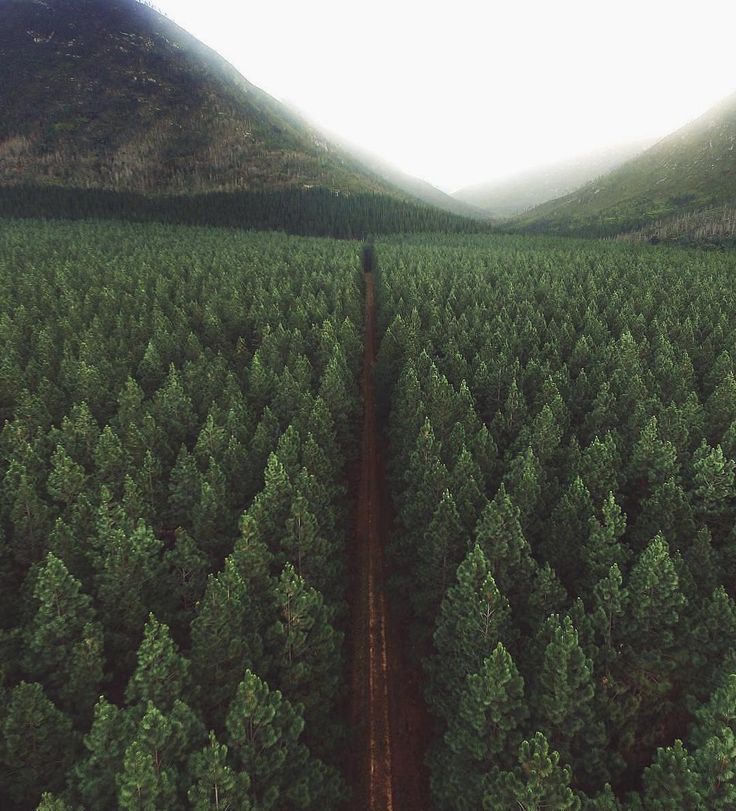 an aerial view of a road in the middle of a forest