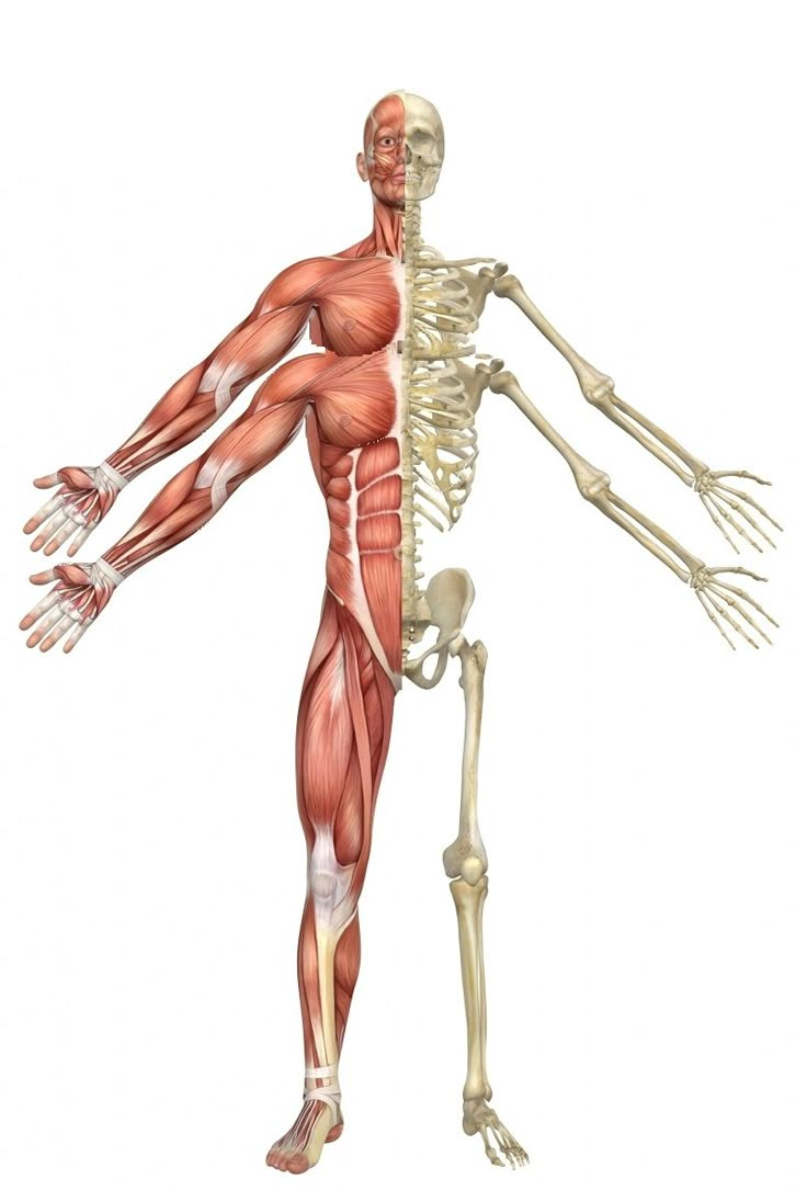 an image of the human skeleton and its skeletal structure, including the upper half of the body