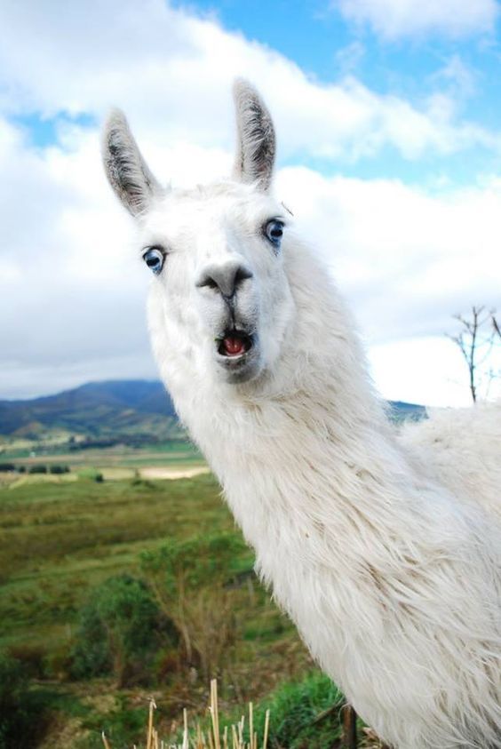 an alpaca standing in the grass with its mouth open