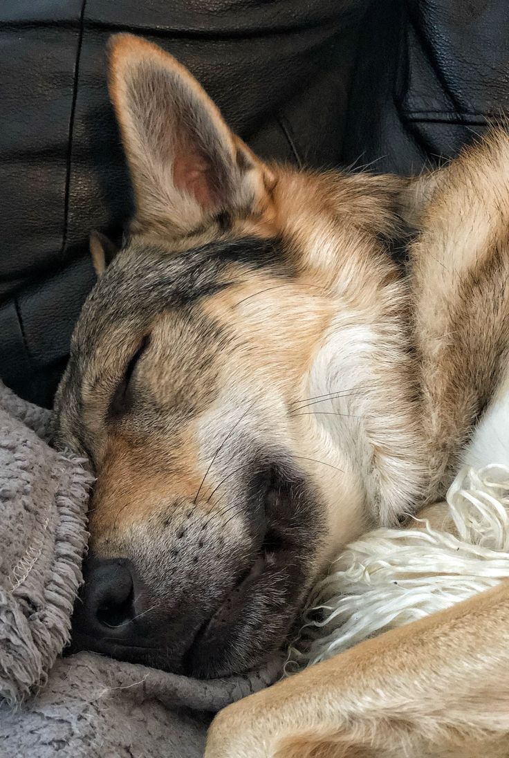 a dog sleeping on top of a couch next to a blanket