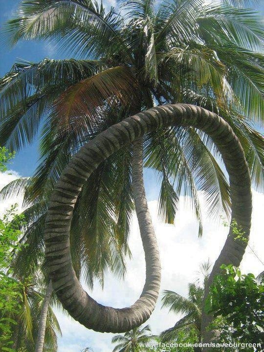 two pictures of palm trees with the same image on them, one is upside down