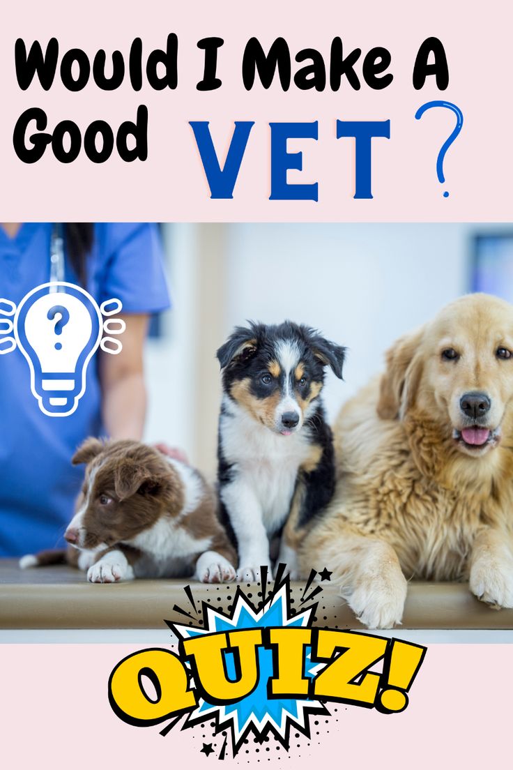 three dogs and one cat are sitting on the floor next to a light bulb that says, would i make a good vet?