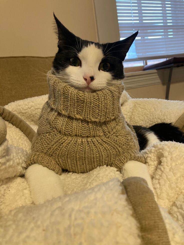 a black and white cat wearing a sweater