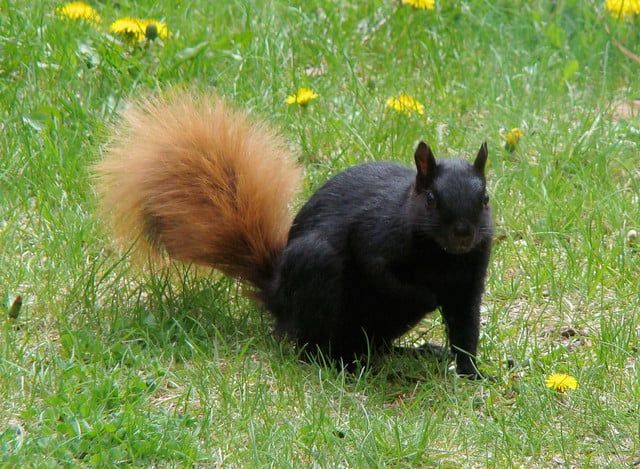 a black squirrel is standing in the grass