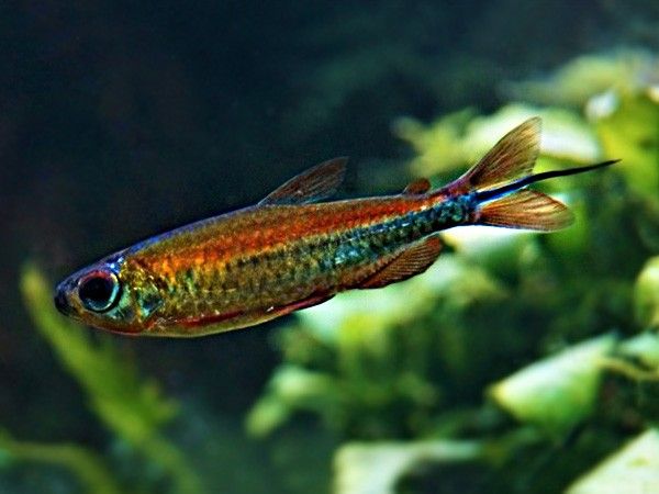 a colorful fish swimming in an aquarium with green algaes and water plants behind it