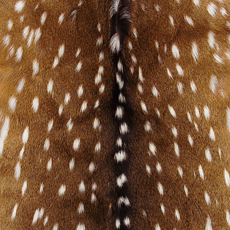 the back of a deer's fur with white spots