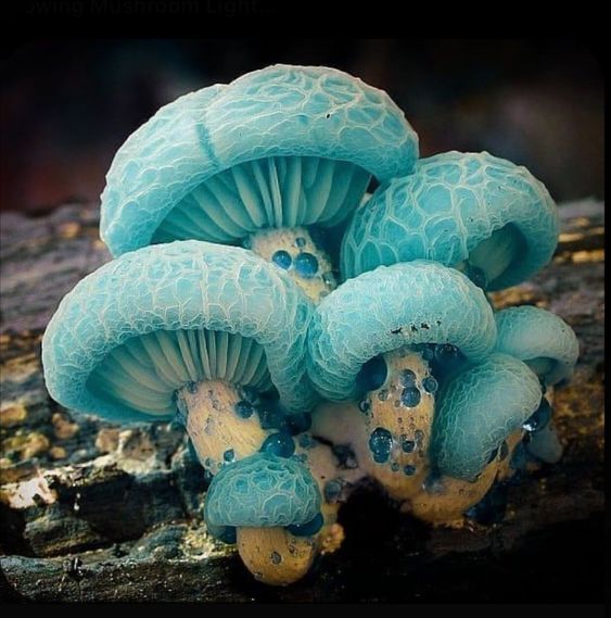 some blue mushrooms are growing on a tree