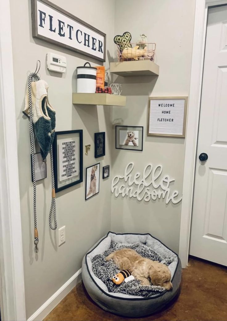 a cat is laying in his bed on the floor next to some pictures and photos