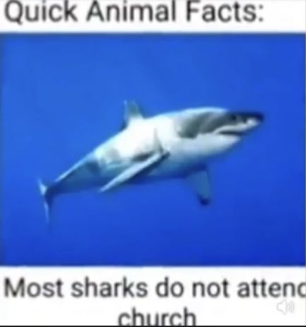 an image of a shark in the ocean with caption that reads, quick animal fact most sharks don't attend church