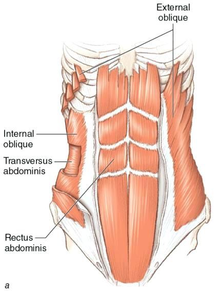 the muscles are shown in this diagram, and there is also an external object to describe