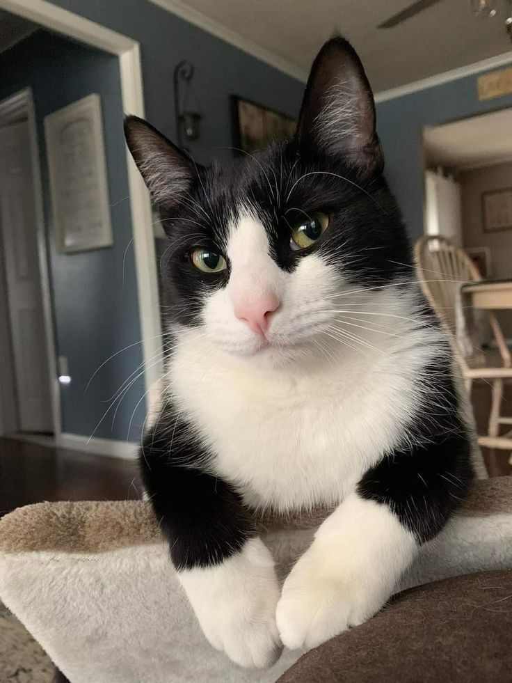 a black and white cat sitting on top of a blanket