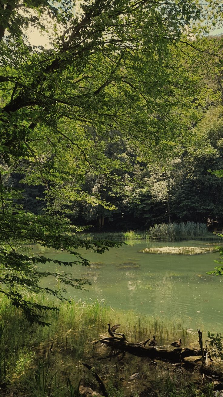 a pond surrounded by trees in the woods