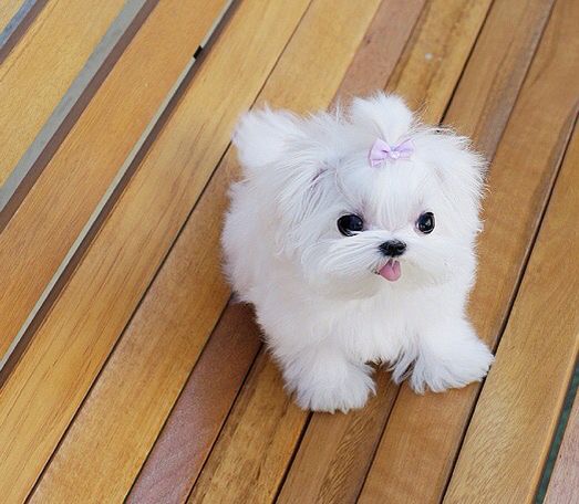 a small white dog sitting on top of a wooden floor