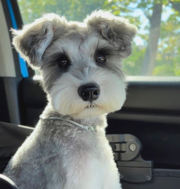 a small gray and white dog sitting in the back seat of a car