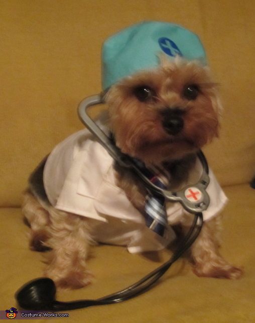 a small dog with a stethoscope on it's neck sitting on a couch