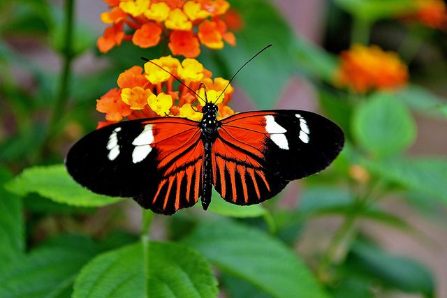 an orange and black butterfly sitting on top of a flower