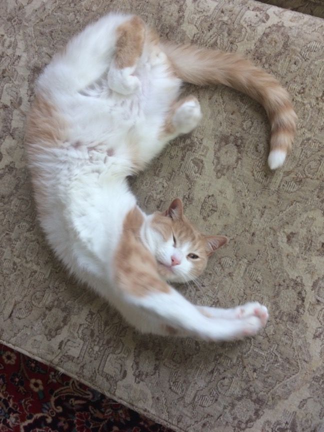 an orange and white cat laying on top of a rug