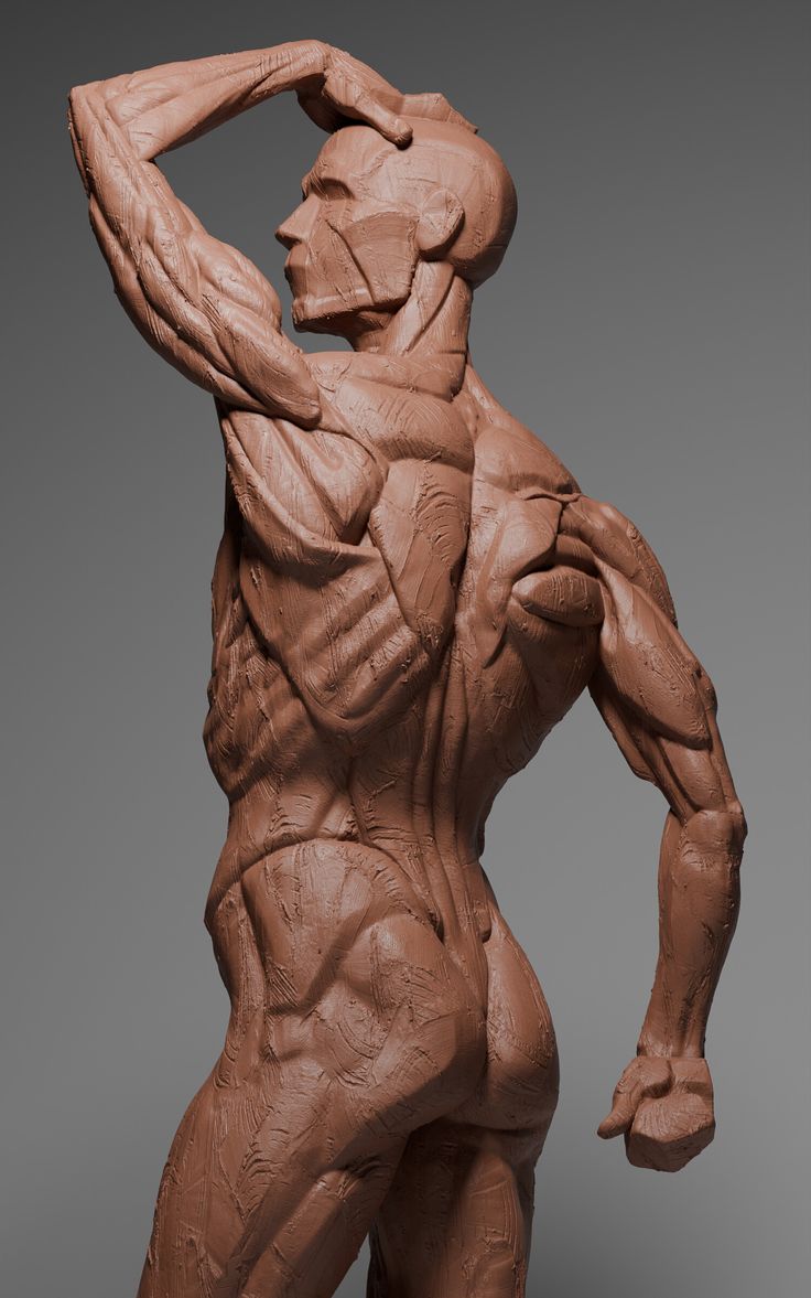 Zbrush Anatomy, Shoulder Anatomy, Human Body Model, Skeleton Anatomy, Male Anatomy, Man Anatomy, Anatomy Sculpture, Anatomy Models, Anatomy Tutorial