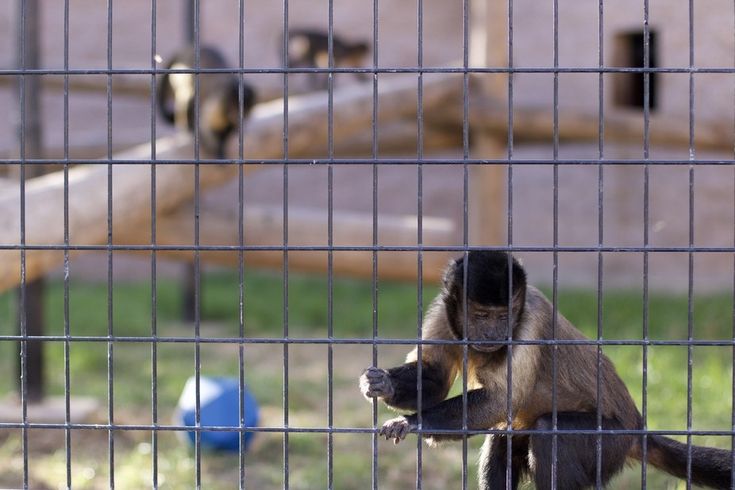 a monkey sitting on top of a metal fence next to a blue and white ball