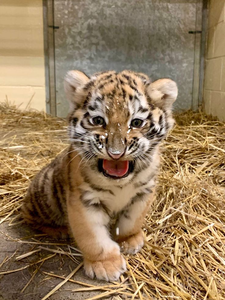 a small tiger cub sitting on top of dry grass next to a wall and door