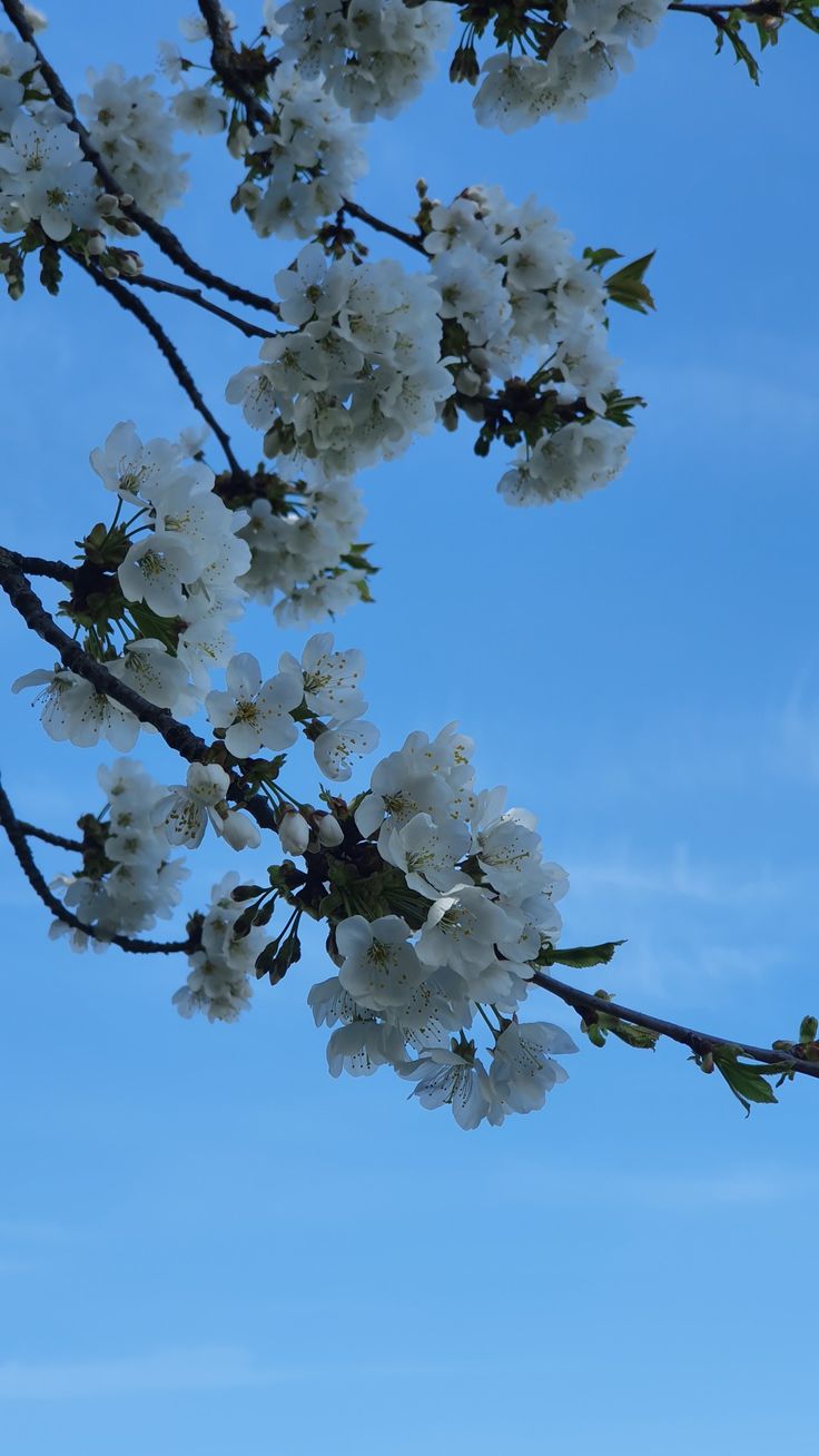 white flowers are blooming on a tree branch against a blue sky with wispy clouds