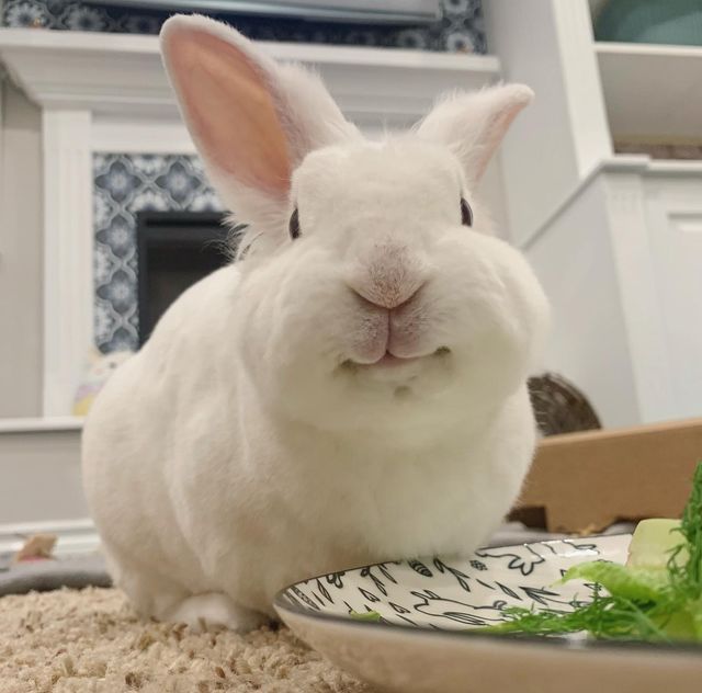 a white rabbit sitting in front of a plate with broccoli and carrots on it