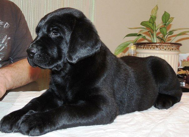 a large black dog laying on top of a bed next to a mans arm and leg