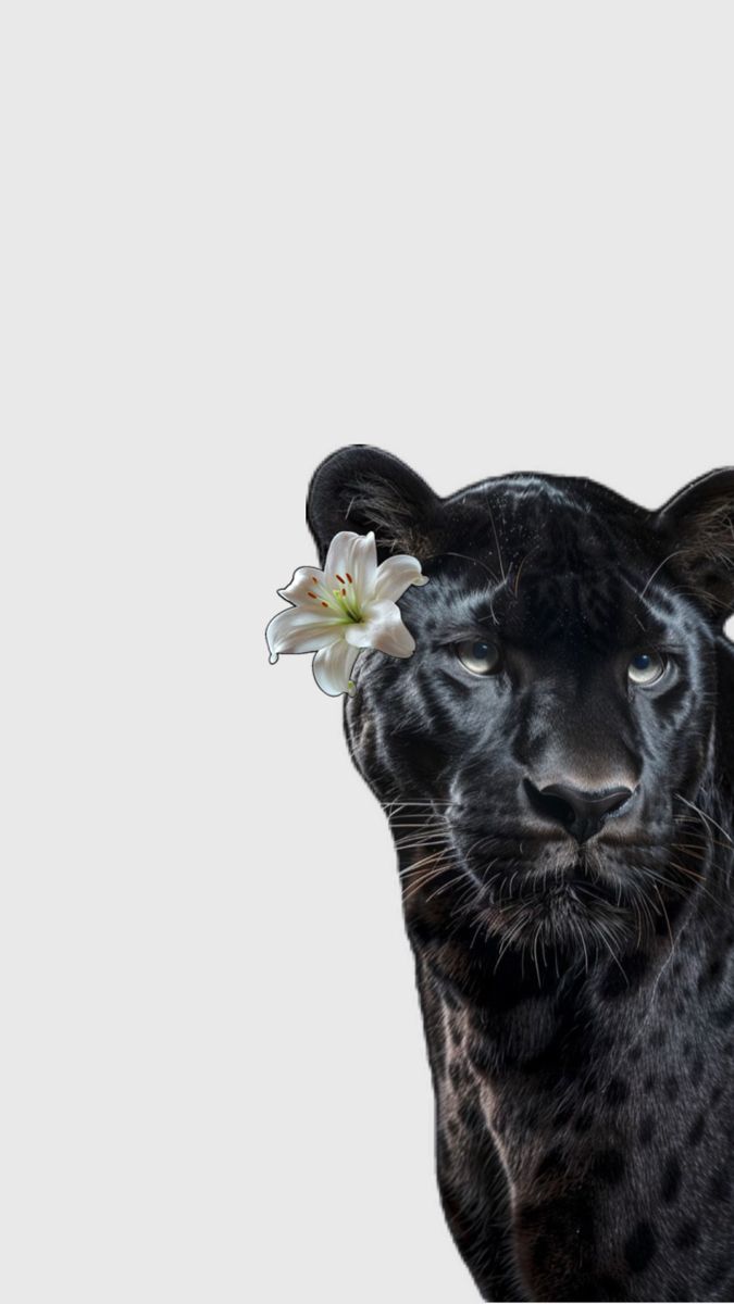 a black leopard with a white flower in its hair is looking at the camera while standing