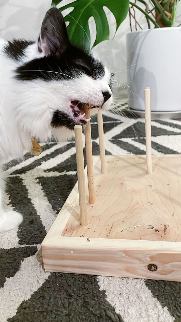 a black and white cat playing with wooden pegs in front of a potted plant