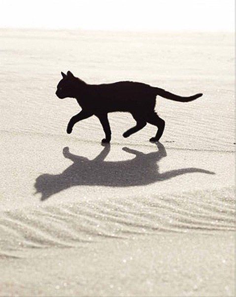 a black cat walking across a snow covered ground next to a person's shadow