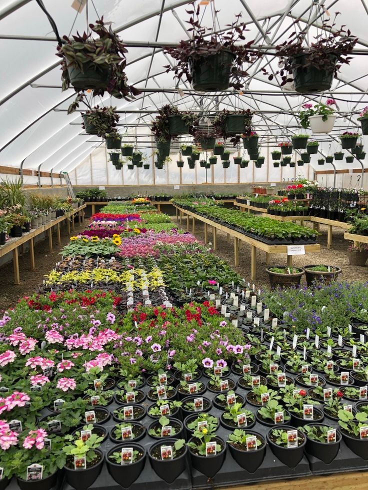 many potted plants are in the greenhouse