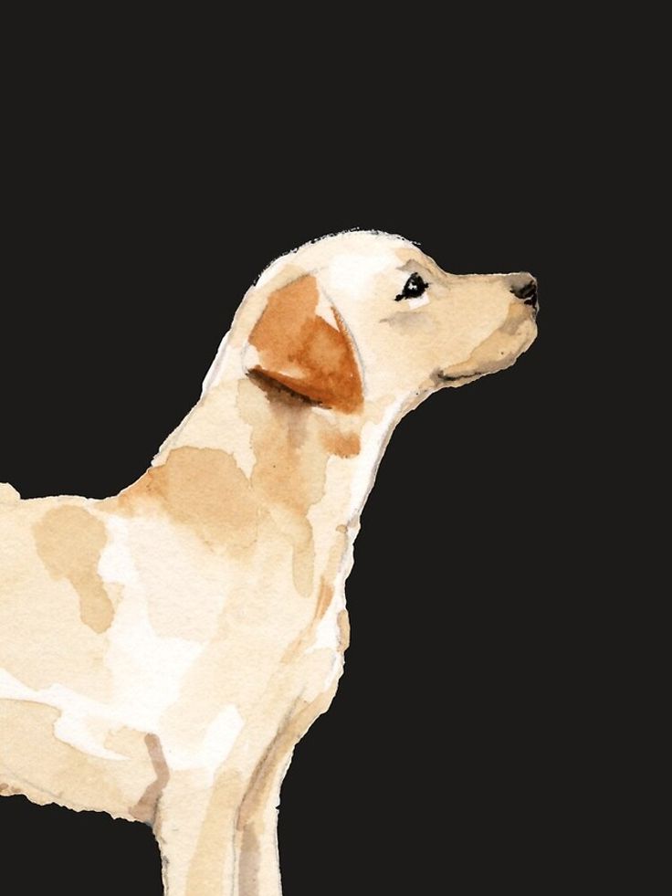 a watercolor painting of a dog on a black background