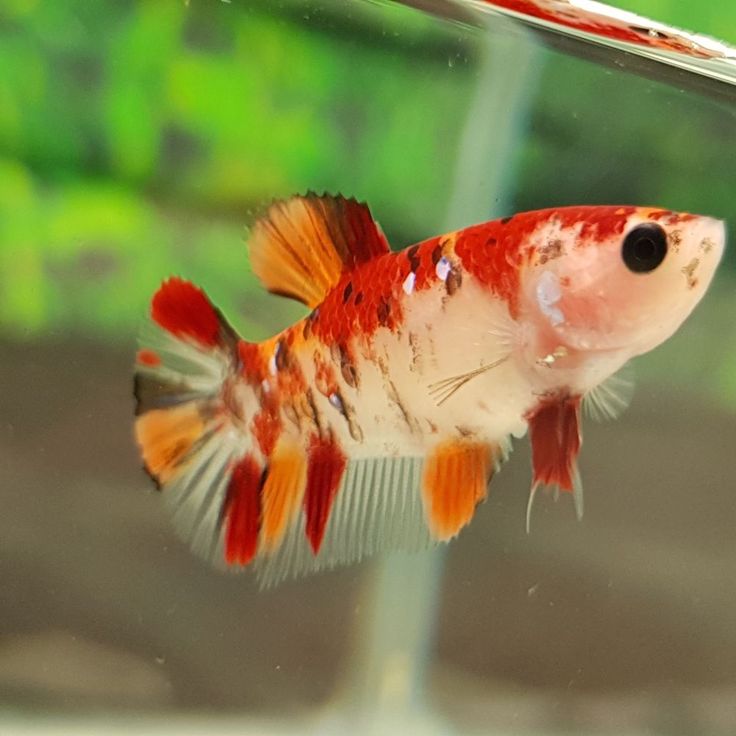 a red and white fish in an aquarium